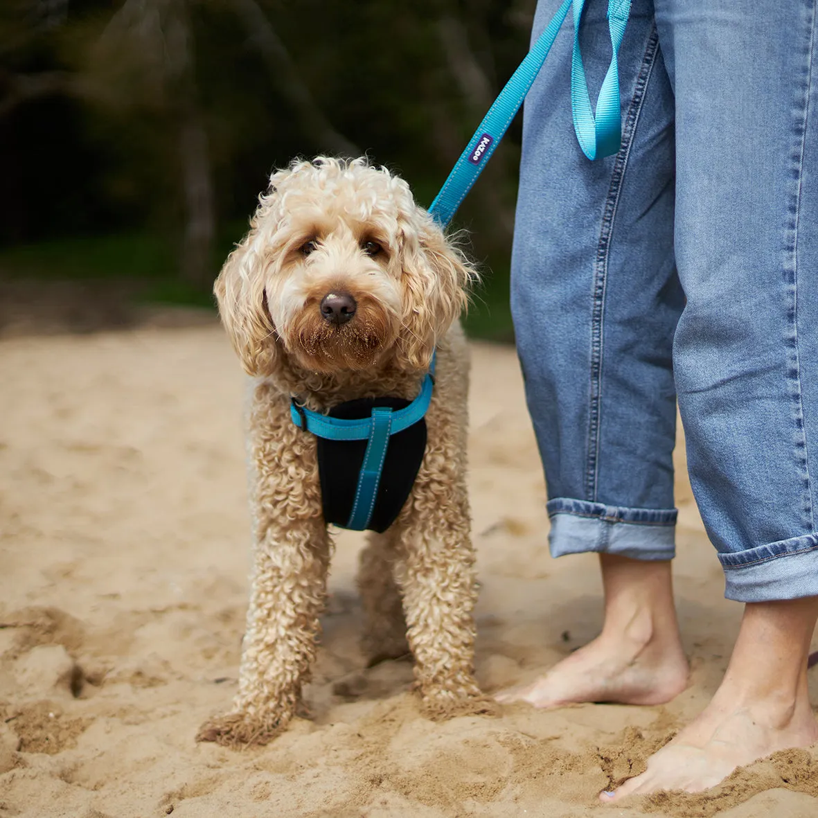 Classic Dog Collar - Aqua