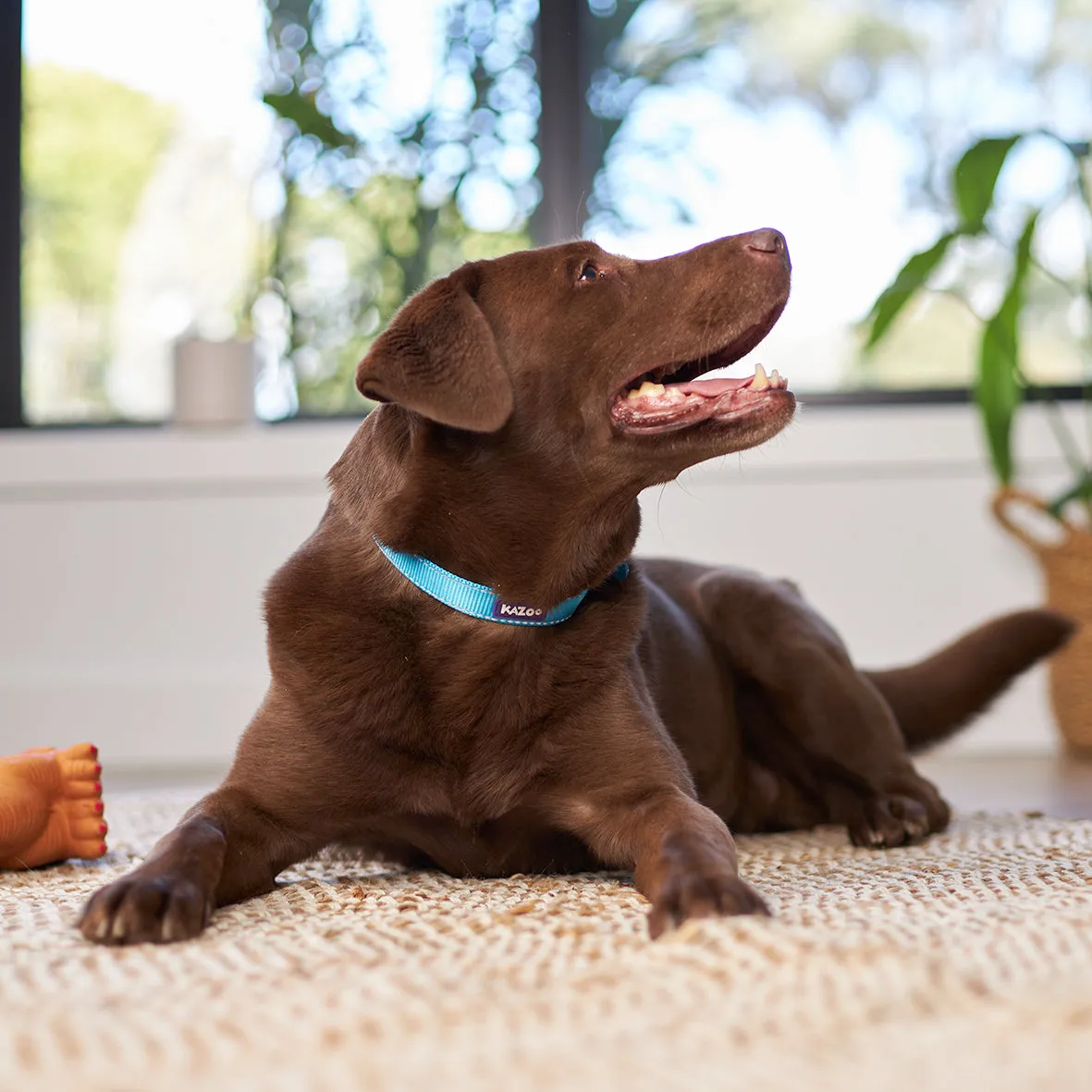 Classic Dog Collar - Aqua