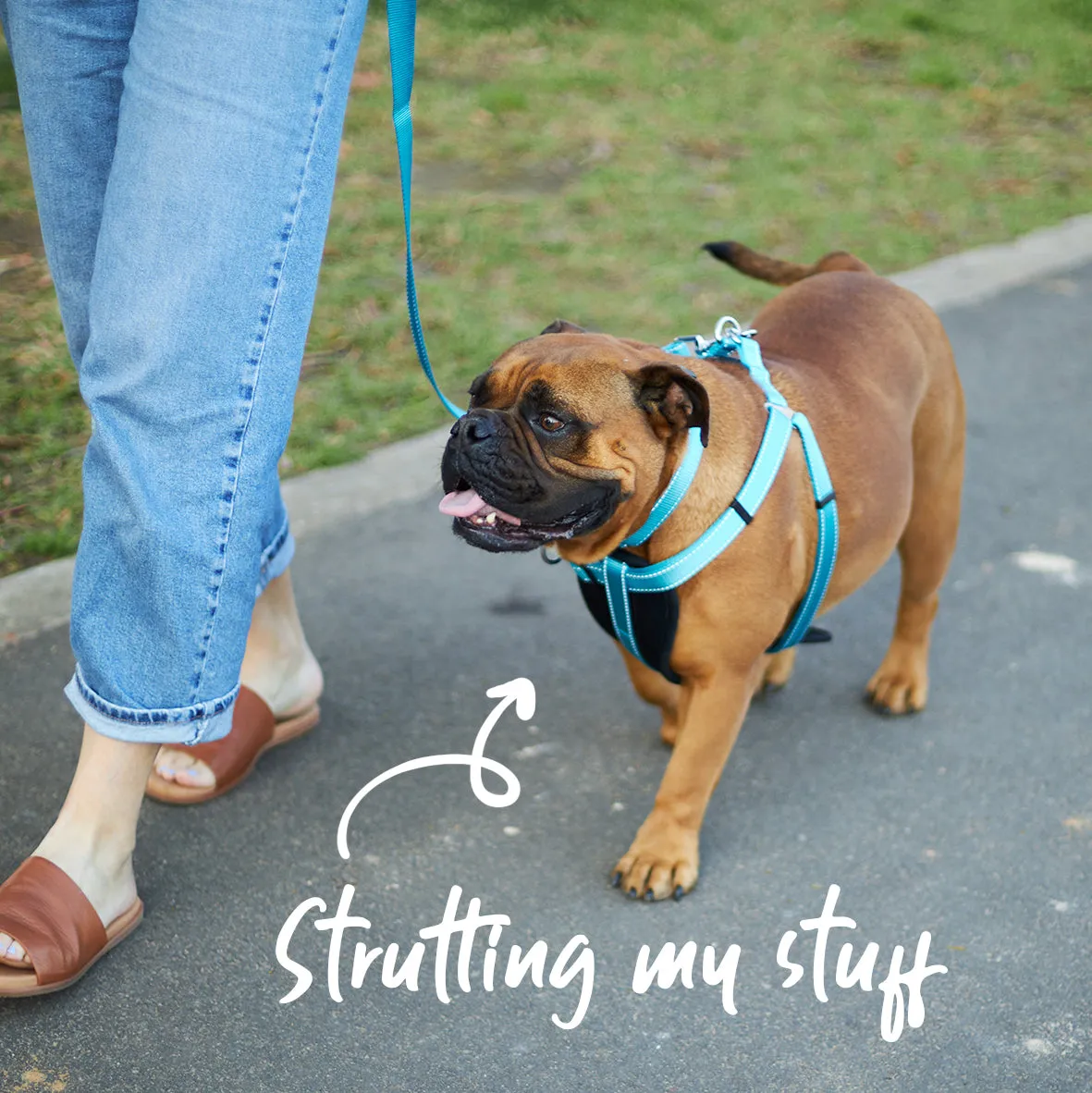 Classic Dog Collar - Aqua