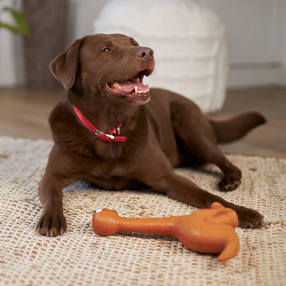 Classic Dog Collar - Red