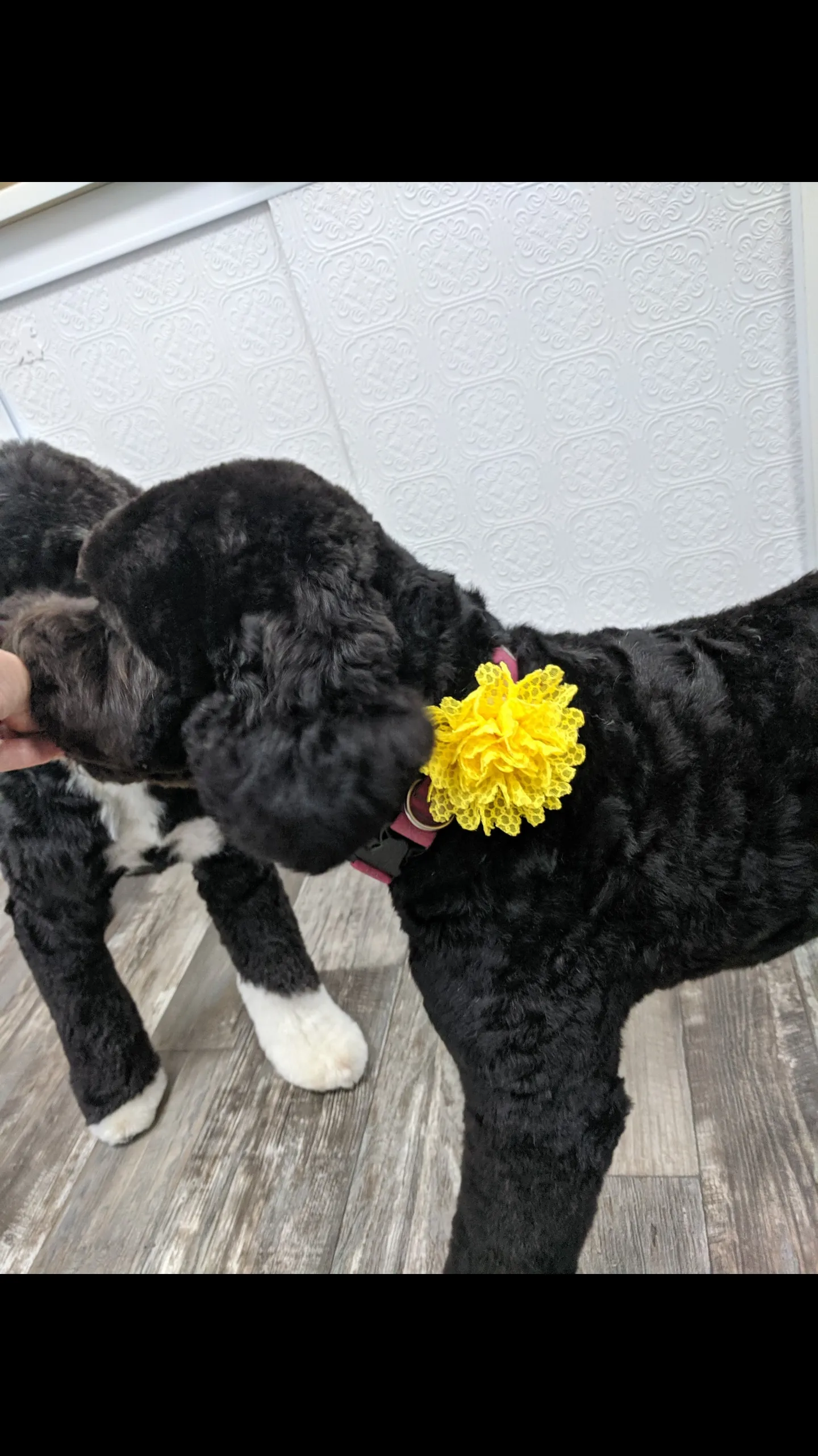 Collar Flower sliders