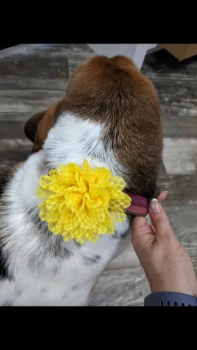 Collar Flower sliders