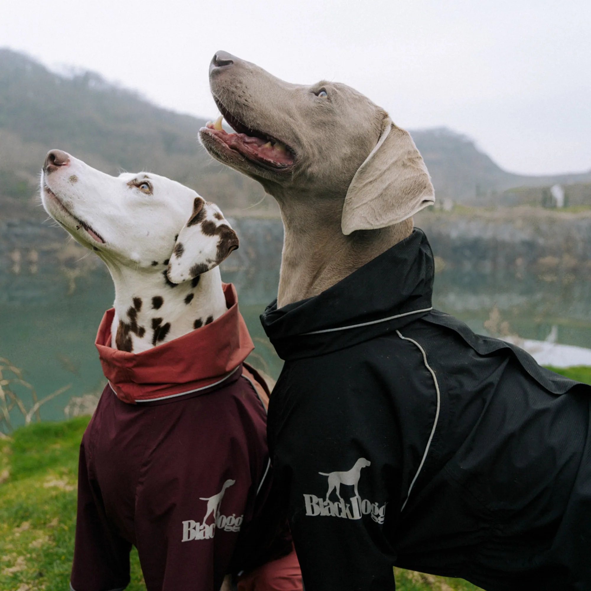 Four Leg Covered Dog Raincoat - Pink