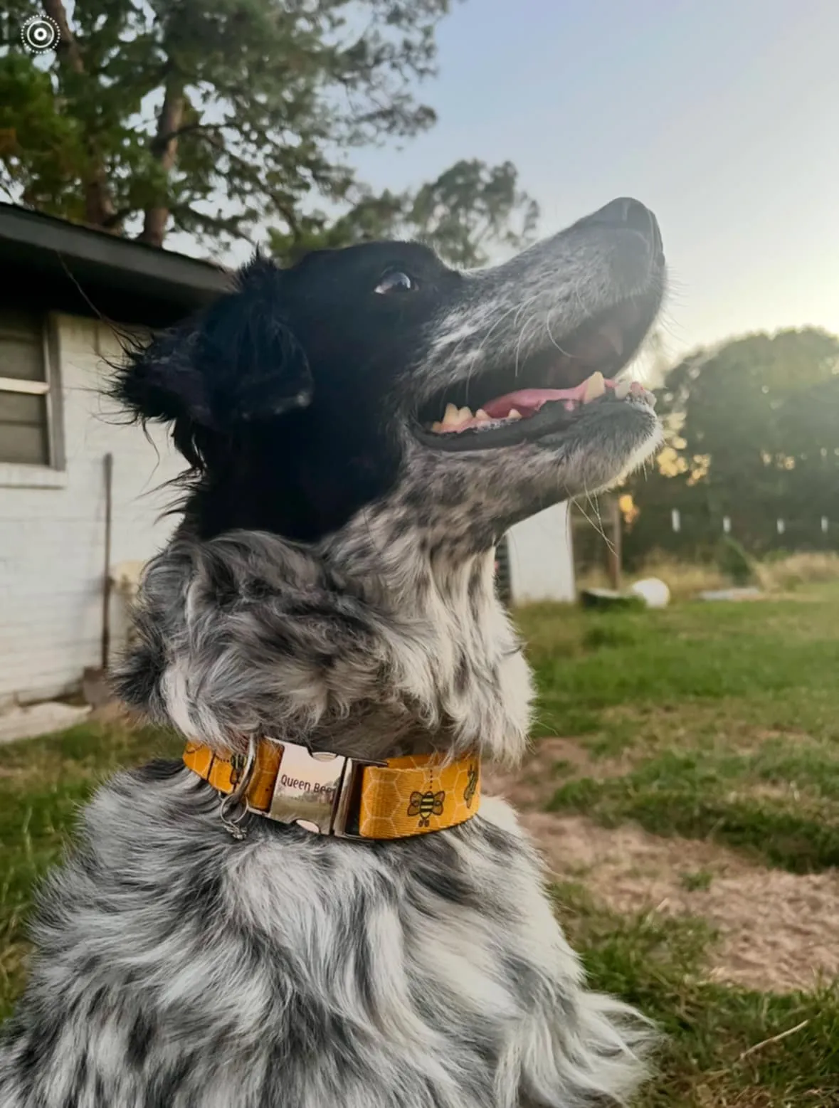 Honey bee dog collar, Personalized dog collar, Bee cat collar, yellow collar, Cute honeycomb and bee's design,