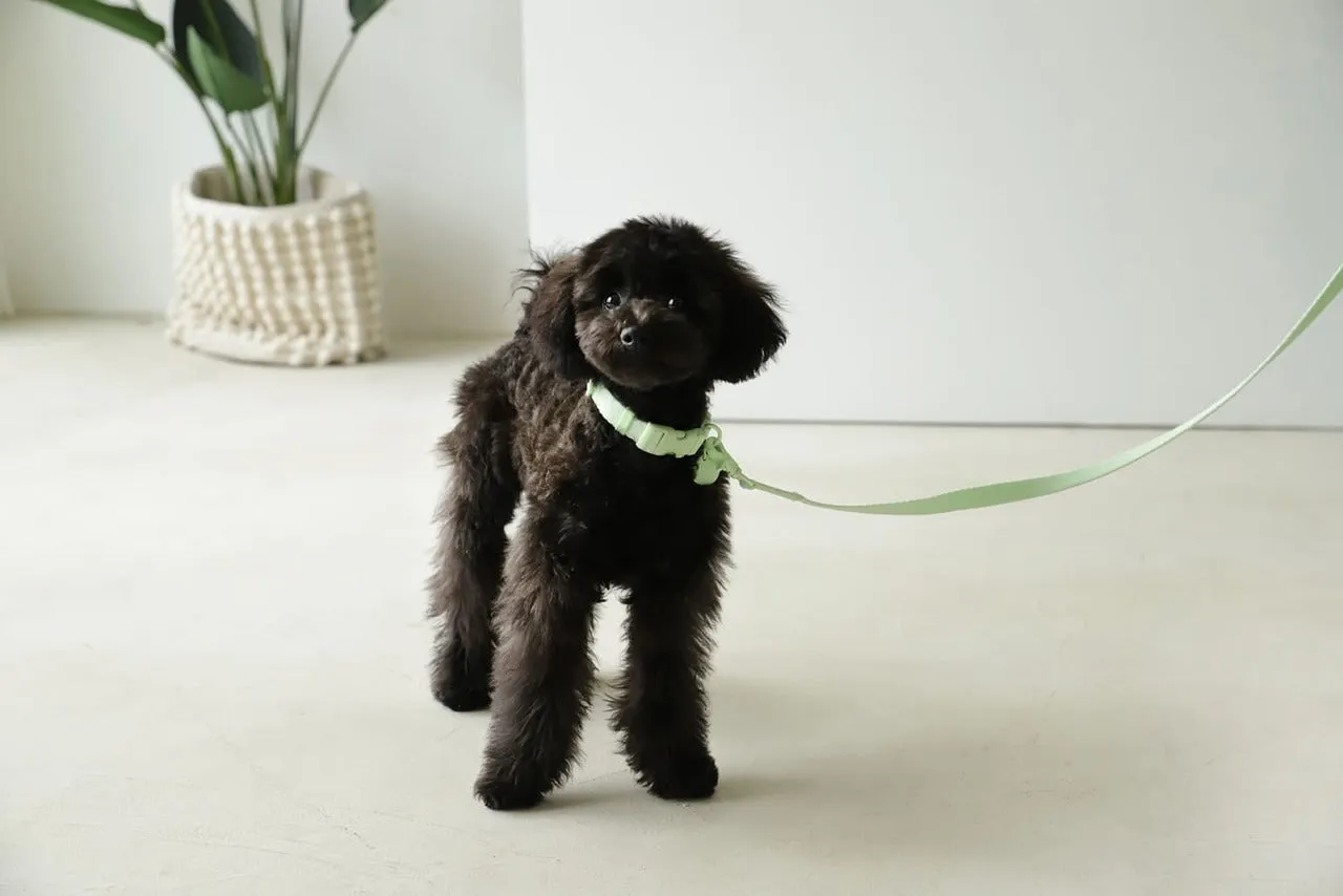 Macaron Pet Collar