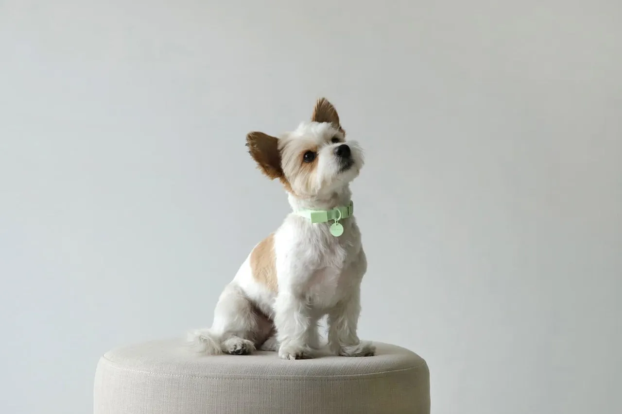 Macaron Pet Collar