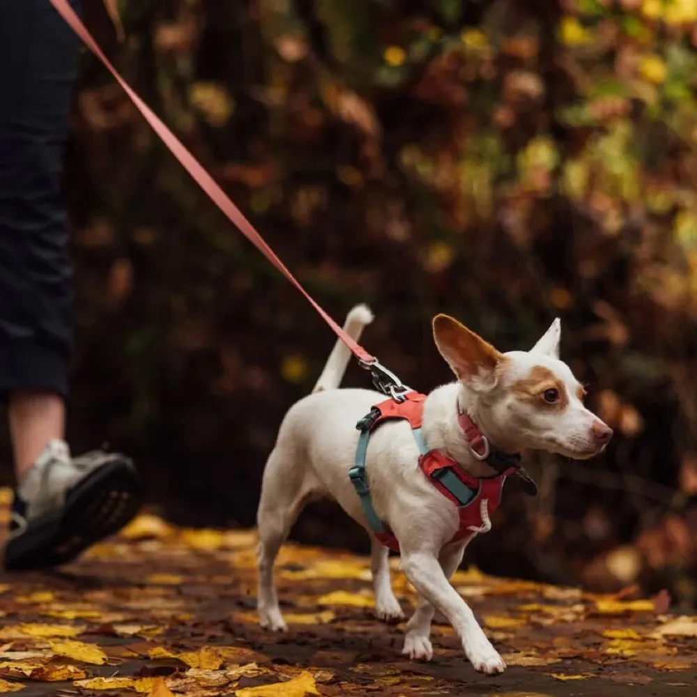 Ruffwear Hi & Light Lightweight Low-Profile Dog Harness (Salmon Pink)